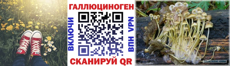 Галлюциногенные грибы Psilocybine cubensis  Купить  Лесосибирск 